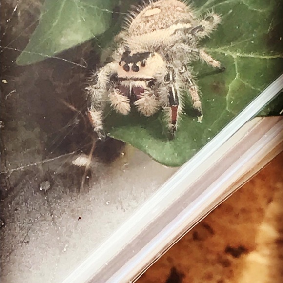 Meet your Posher, Melissa - Picture 4 of 8